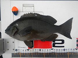 GW伊豆合宿2012 頑張れど頑張れどクロダイは姿見せず