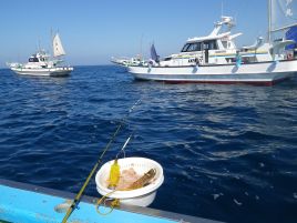 イサキ:釣魚別インデックる