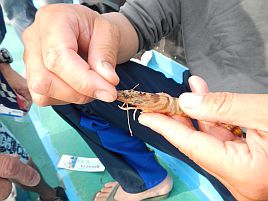 かみや船長に教わったエビマゴチのエサの付け方改良版