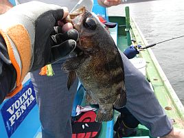 メバル：魚種別インデックス