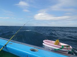 台風前に大爆発!!　イサキは時化前の荒食いがある魚かも