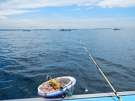 イサキ:釣魚別インデックス