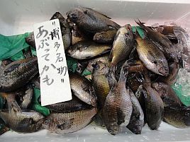 福岡の鮨屋　　博多名物　あぶってかも 