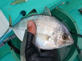 カイワリ：釣魚別インデックス