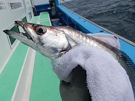 タチウオ：釣魚別インデックス