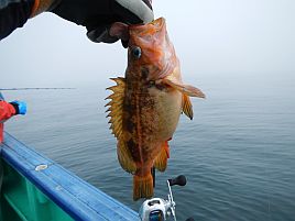 釧路・よしまる_北海道遠征2012