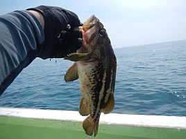 釧路・繁栄丸_北海道遠征2012_アオゾイ_リベンジ