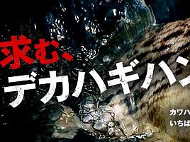 尺カワハギを釣って「デカハギダービー」ステッカーをもらおう!!