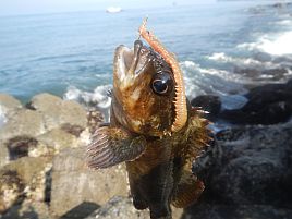 カサゴ：釣魚別インデックス