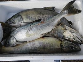 アキアジ：釣魚別インデックス