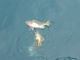 繁栄丸の侠気に感謝!! アキアジ改め北海道根魚五目で大漁♪