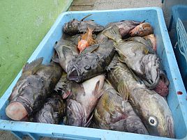 アキアジ遠征2012 釣れてうれしかった道東のお魚ランキング