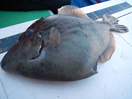 ツ抜けどころか片手が遠い!! ダメダメすぎだろ、カワハギ2012