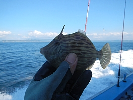 ツ抜けどころか片手が遠い!! ダメダメすぎだろ、カワハギ2012