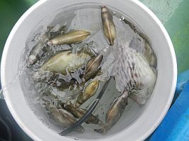 カワハギ：釣魚別インデックス