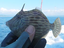 カワハギ：釣魚別インデックス