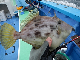 無駄な足掻きの効果？ カワハギ大会で型・数ともに今季最高