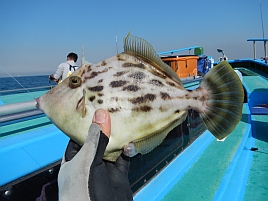 へた釣り脳内カワハギバトル（HKB）もそろそろ開幕したぞ!!