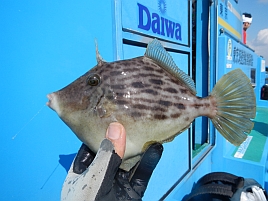 浮気者には釣られてあげない!!とカワハギがすねた。愛いヤツｗ