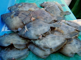 カワハギ：釣魚別インデックス