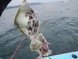 釣り人の不幸は寒い、釣れない、気持ち悪いの順にやってくる