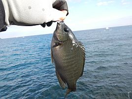 年末年始伊豆合宿 足裏3枚♪ 今日はこの辺で勘弁しといたろ