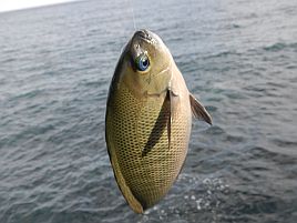 年末年始伊豆合宿 足裏3枚♪ 今日はこの辺で勘弁しといたろ