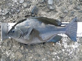 年末年始伊豆合宿 足裏3枚♪ 今日はこれで勘弁しといたろ