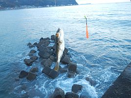 年末年始伊豆合宿 お前じゃない！ カサゴ狙って四苦八苦