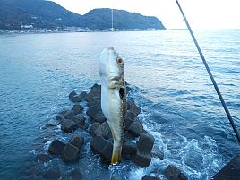 年末年始伊豆合宿 お前じゃない！ カサゴ狙って四苦八苦