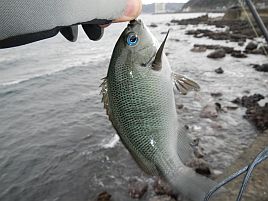 年末年始伊豆合宿 おい…頼むからお姉さん連れて来きてよ