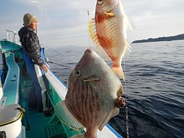 年末年始伊豆合宿 素直でかわいい伊豆ハギちゃんを12匹ほど