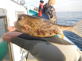 年末年始伊豆合宿 素直でかわいい伊豆ハギちゃんを12匹ほど