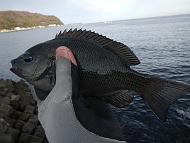 年末年始伊豆合宿 船の敵は堤防で……魚信があるって最高