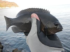 年末年始伊豆合宿 船の敵は堤防で……魚信があるって最高