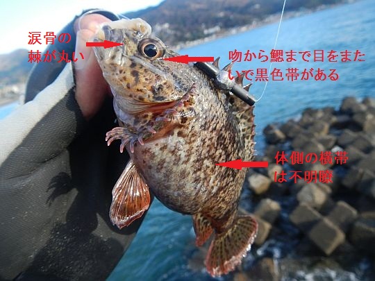 この魚…タケノコメバル？　Kindle版「釣魚識別図鑑」買おう!!