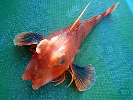 アマダイに混じるカナガシラによく似た魚はカナドという別種