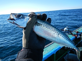 魚を含むことわざ～さばを読むのさばってサバだったんだ～