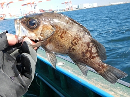 冬の癒し系メバル開幕!!　煮付けサイズは2匹…もっと癒してｗ