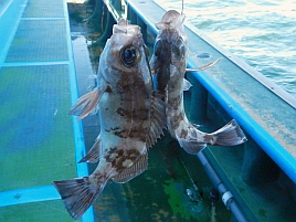 メバル釣りのコツは3本針のどれに釣れたかを察知すること