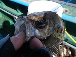 メバル：釣魚別インデックス