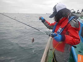 メバル：釣魚別インデックス