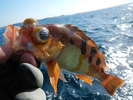 三兎追うと宣言してたのにこの体たらく。沖のウィリーで大惨敗