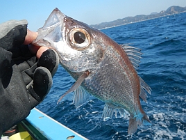 三兎追うと宣言してたのにこの体たらく。沖のウィリーで大惨敗