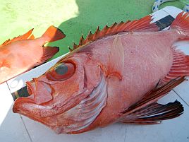 キントキの優等生なお味に「また釣ってきてね!!」とリクエスト