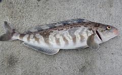 アキアジ遠征2012 釣れてうれしかった道東のお魚ランキング