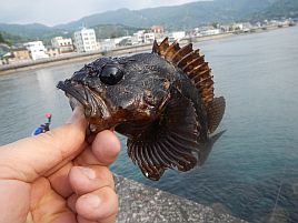 GW伊豆合宿　メジナきりゃい!!　カサゴしゃんだいしゅき～♪