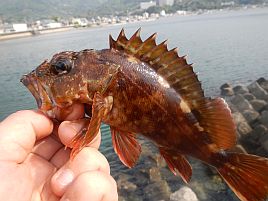 GW伊豆合宿　メジナきりゃい!!　カサゴしゃんだいしゅき～♪