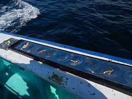 GW伊豆合宿　イサキ釣りのはずがなんだかカラフル五目に