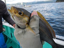 GW伊豆合宿　イサキ釣りのはずがなんだかカラフル五目に